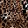 Black Grey Leopard