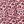 Pink Leopard