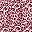 Pink Leopard