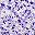 Purplefloral Pink