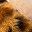 Brown Leopard