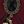 Dark Wine Red