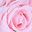 Pink Blue