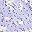 Purple White Flowers