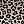 Brown Leopard