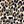 Black Leopard