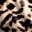 Brown Leopard