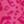 Rose Red Leopard