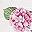 Bow Hydrangea Blue