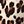 Black Brown Leopard