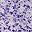 Purple Floral