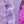 Purple Shortlace Shoe