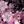 Pink Floral