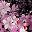 Pink Floral