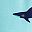 Green Shark
