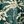 Blue Green