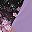 Black Purple