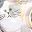 Calico Cat