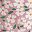 Pink Jasmine