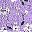Purple Floral