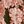 Olive Rust Blush