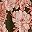 Olive Rust Blush