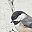 Chickadee Bird