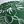 Green White