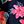 Blue Floral