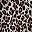 Black Leopard