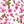 Pink Floral