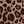Brown Leopard