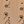 Cat Pattern