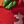 Red Style E