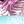 Tropical Cyan Pink