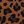 Brown Leopard