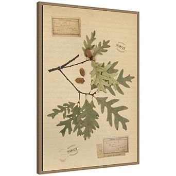 Vintage Botanical 6b by Corinna Buchholz of Piddix Framed Canvas Wall Art Print