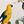 Watercolor Parrot