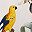 Watercolor Parrot