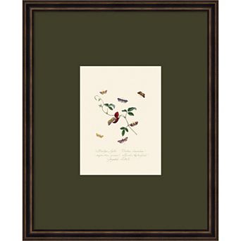 Epitome Insects of New Zealand Framed Wall Art Print