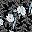 Black Floral