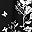 Black Floral