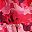 Red Floral