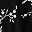 Black Floral