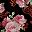 Baroque Rose