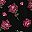 Black Pink Rose