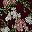 Burgundy Myrtle