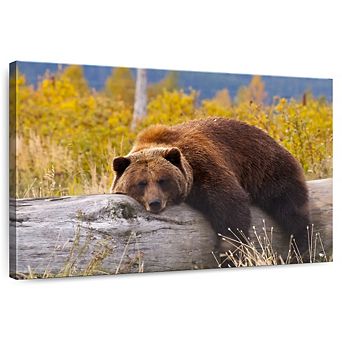 Resting Grizzly Bear Wall Art