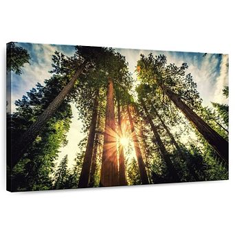 Redwood Trees Sunset Wall Art