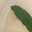 Green Leaves
